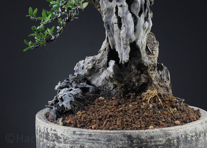 olive bonsai olea